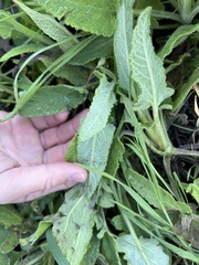 Salvia spathacea