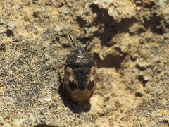 Crocistethus waltlianus