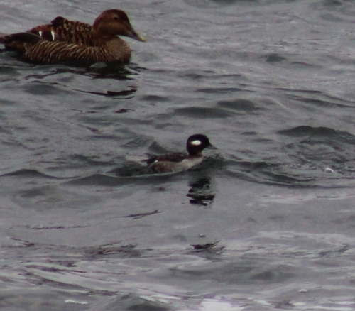Bufflehead photographed in Rhode Island