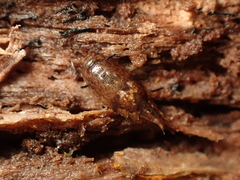 Styloniscus thomsoni