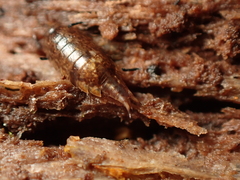 Styloniscus thomsoni