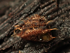 Aeschrodomus stipulata