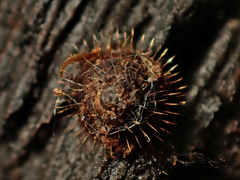 Aeschrodomus stipulata