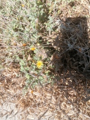 Dactyloctenium aegyptium