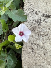 Convolvulus equitans