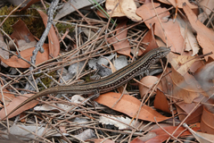 Ctenotus robustus