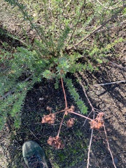 Eriogonum fasciculatum