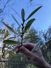 Salix lasiolepis