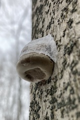 Fomes fomentarius