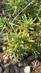 Portulaca pilosa