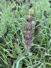 Salvia spathacea
