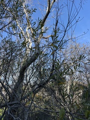 Salix lasiolepis