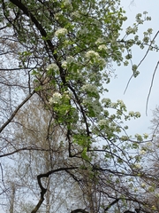 Pyrus communis pyraster