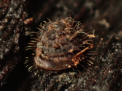 Aeschrodomus stipulata