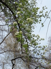 Pyrus communis pyraster