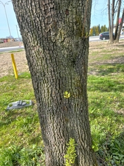 Pyrus communis pyraster