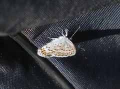 Plebejus idas cleobis