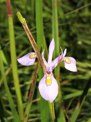 Moraea elliotii