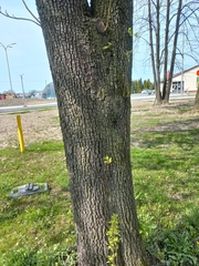 Pyrus communis pyraster