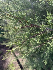 Cupressus forbesii
