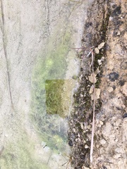 Charophyta