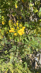 Erythrostemon mexicanus