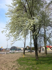 Pyrus communis pyraster