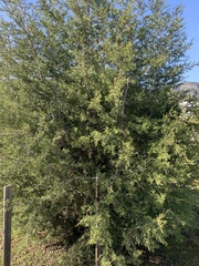 Cupressus forbesii