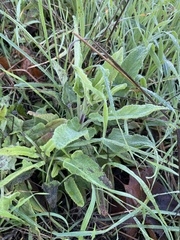 Salvia spathacea