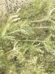 Charophyta