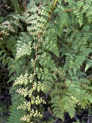 Odontosoria aculeata