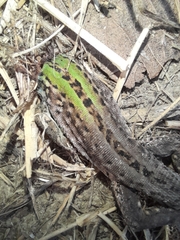 Podarcis siculus campestris