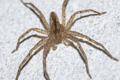 Heteropodinae