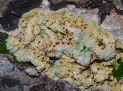 Variospora aurantia