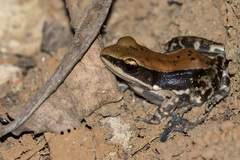 Hydrophylax bahuvistara