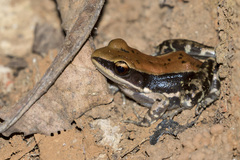 Hydrophylax bahuvistara