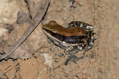 Hydrophylax bahuvistara