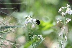 Habropoda tristissima