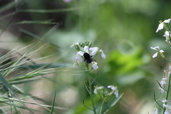 Habropoda tristissima