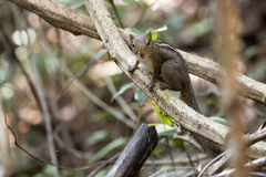 Funambulus palmarum