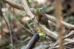 Funambulus palmarum