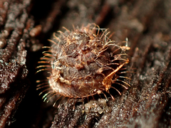 Aeschrodomus stipulata