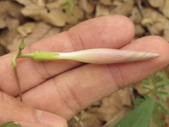 Ipomoea elongata