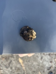 Amphibolips quercuspomiformis