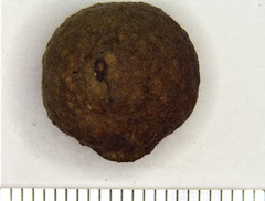 Disholcaspis quercusmamma