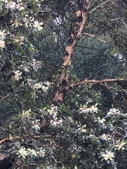 Arbutus