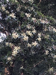 Arbutus