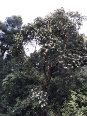 Arbutus