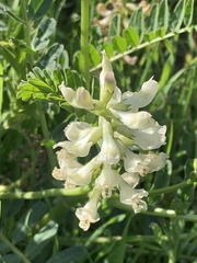 Astragalus pomonensis