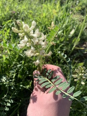 Astragalus pomonensis